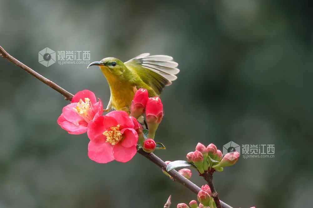 2026年2月13日，江西省吉安市庐陵生态公园，摄影爱好者聚集于此捕捉自然的生动瞬间。