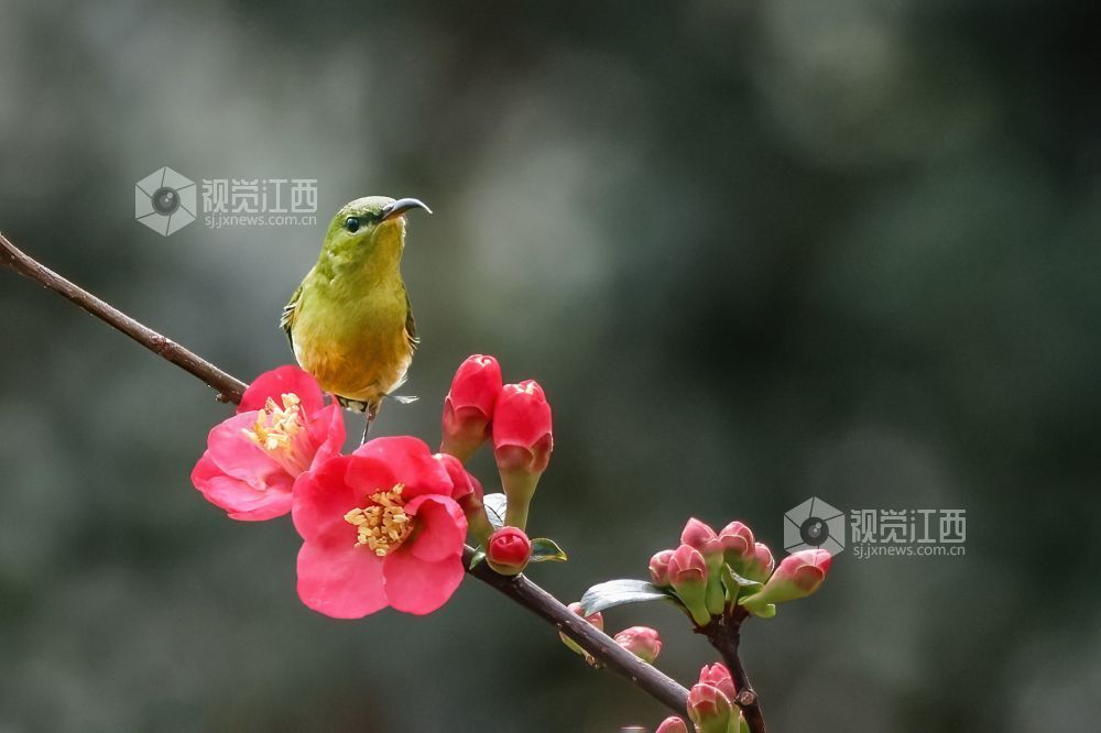 2026年2月13日，江西省吉安市庐陵生态公园，摄影爱好者聚集于此捕捉自然的生动瞬间。