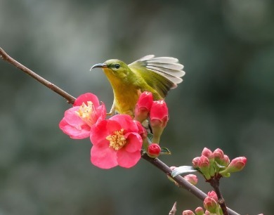 吉安：生态公园 鸟语花香