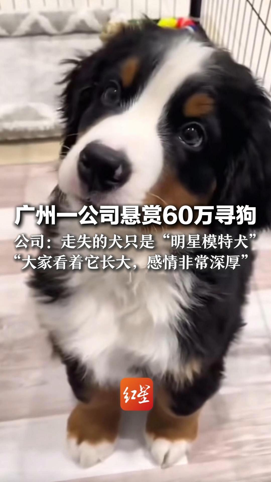 广州一公司悬赏60万寻狗 公司：走失的犬只是“明星模特犬” “大家看着它长大，感情非常深厚” 若能找回，悬赏金一定兑现