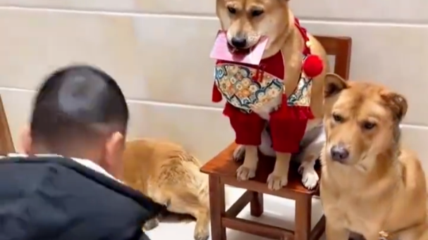 小主人给狗磕头拜年：曾落水被狗救上岸