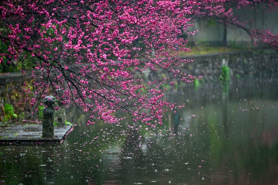 2.3 鲁巍 白云庄雨中梅花 (2)(1).jpg
