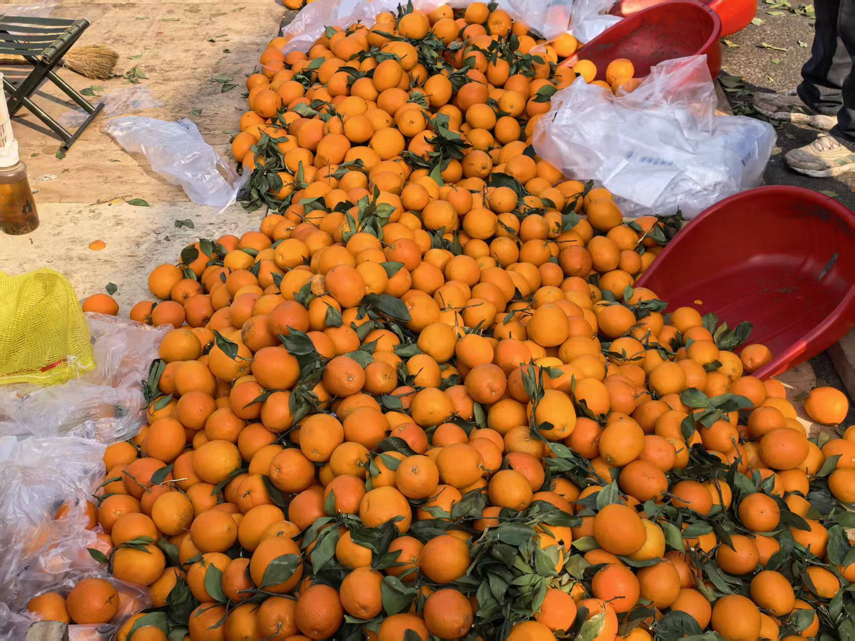 青岛市供销社:年货大集燃旺“烟火气” 多点开花提振“消费潮”