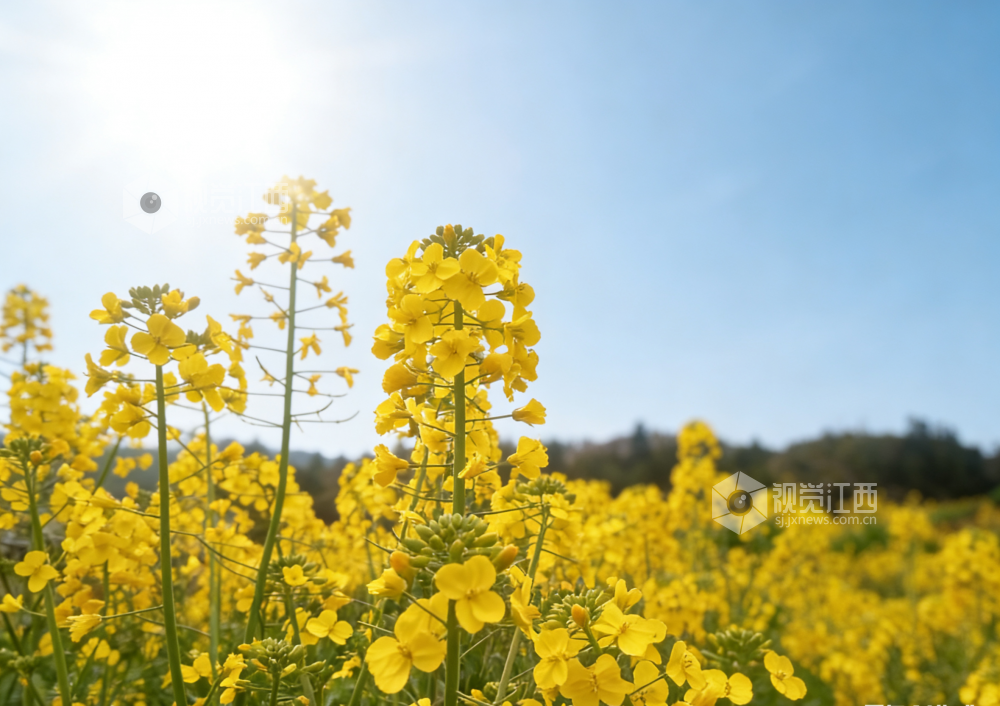 江西永新:春日花田漾金波(图)