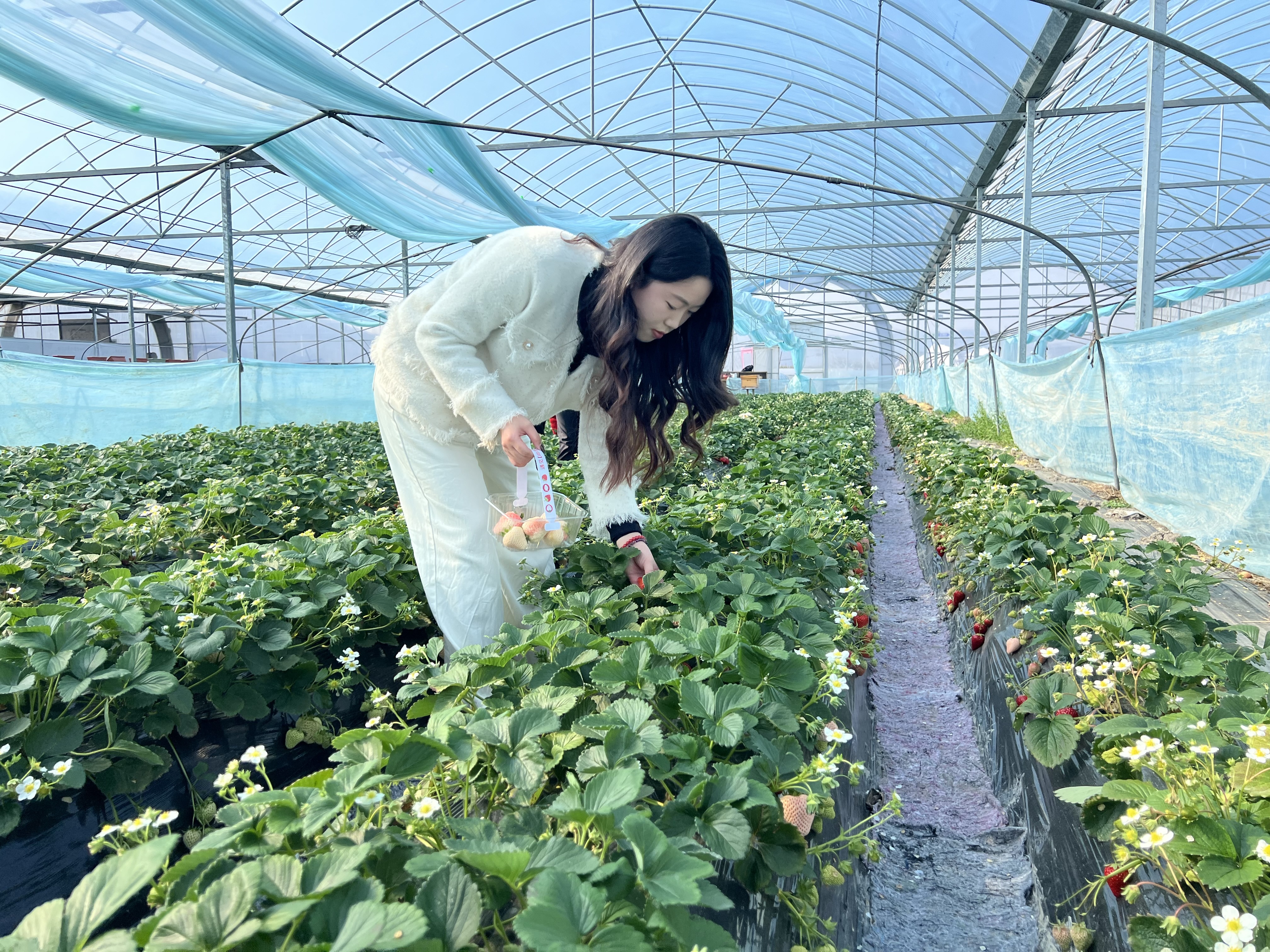 新春采摘年味浓！宁波奉化农旅融合促振兴