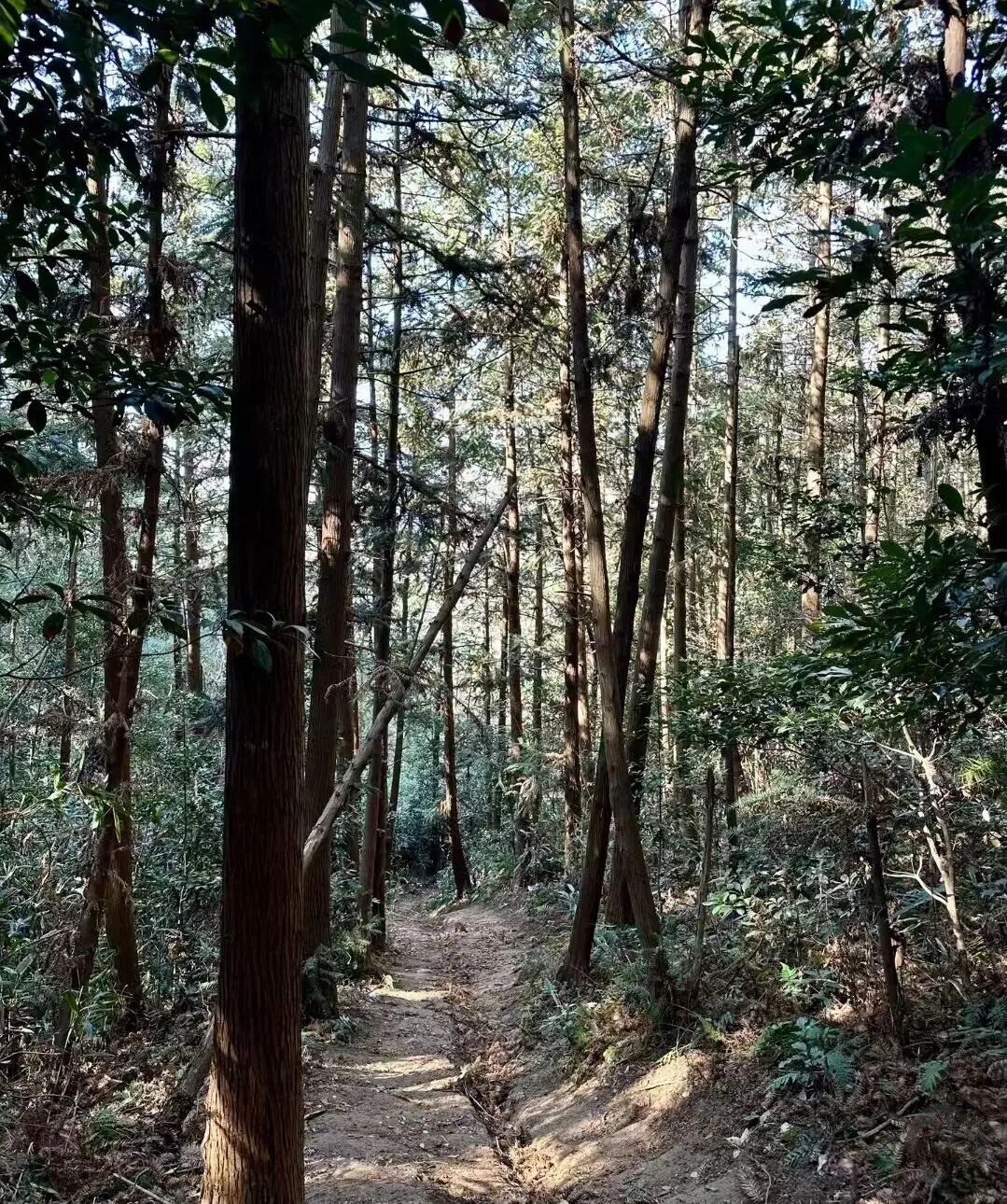 徒步、探奇、瞰景、亲子……江北这6条宝藏线路，快出发！