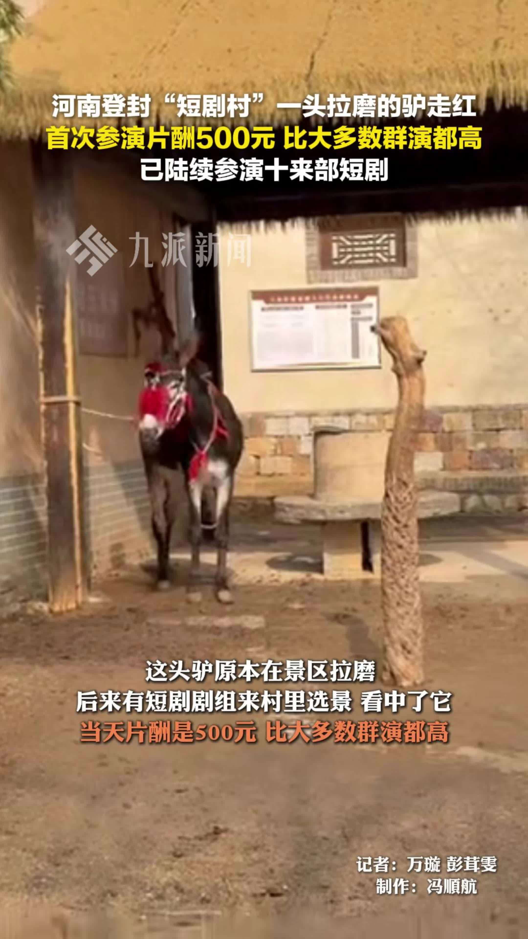 河南登封“短剧村”一头拉磨的驴走红，首次参演片酬500元，已陆续参演十来部短剧