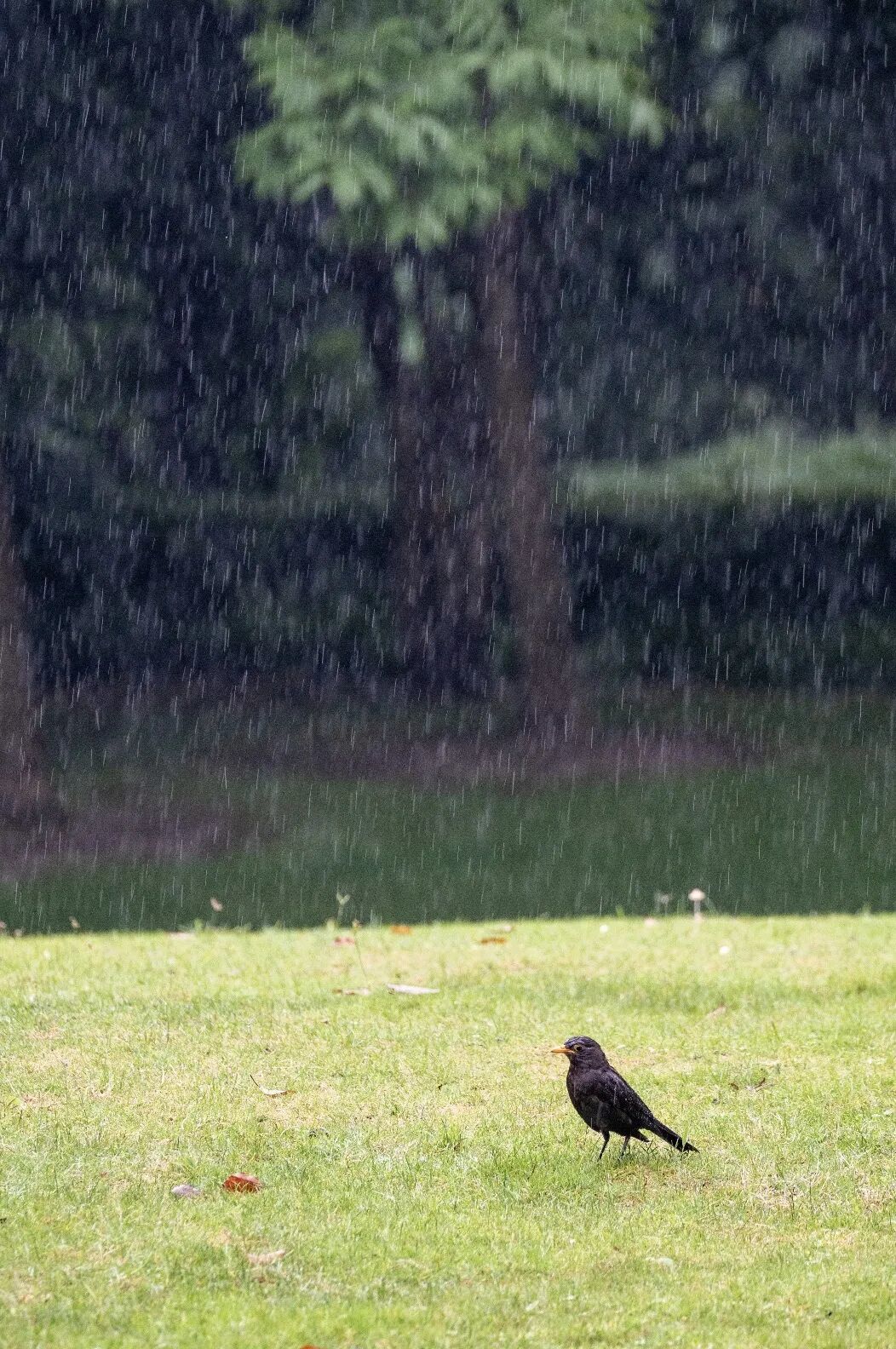 6.11 冯亮 雨中荷花（7）(1).png