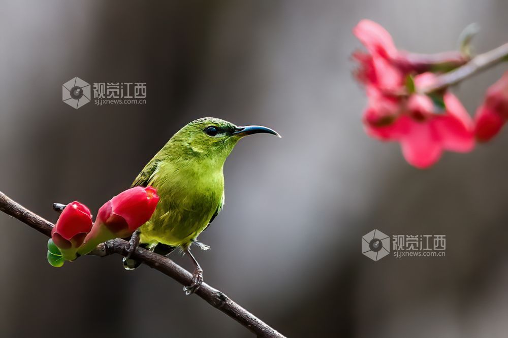 2026年2月13日，江西省吉安市庐陵生态公园，摄影爱好者聚集于此捕捉自然的生动瞬间。