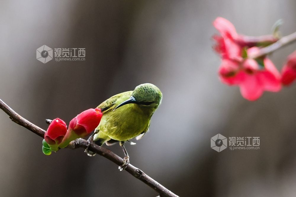 2026年2月13日，江西省吉安市庐陵生态公园，摄影爱好者聚集于此捕捉自然的生动瞬间。