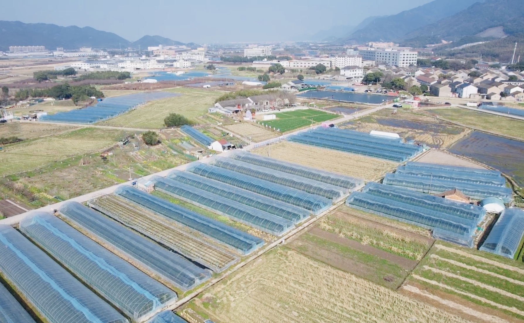 新春采摘年味浓！宁波奉化农旅融合促振兴