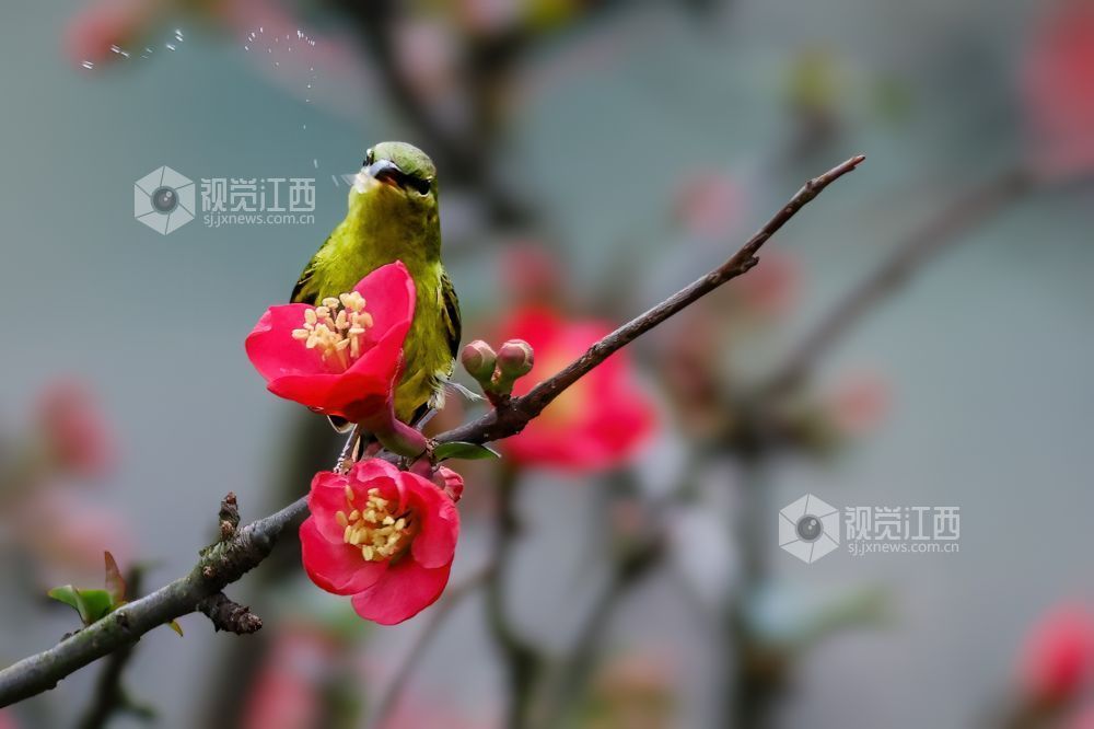 2026年2月13日，江西省吉安市庐陵生态公园，摄影爱好者聚集于此捕捉自然的生动瞬间。2026年2月13日，江西省吉安市庐陵生态公园，摄影爱好者聚集于此捕捉自然的生动瞬间。