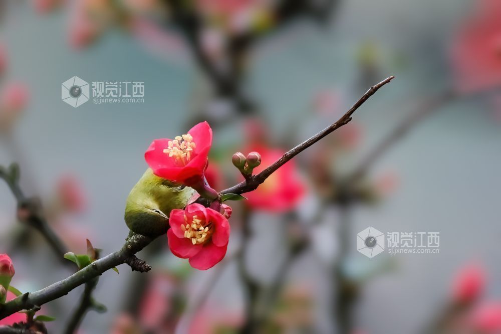 2026年2月13日，江西省吉安市庐陵生态公园，摄影爱好者聚集于此捕捉自然的生动瞬间。