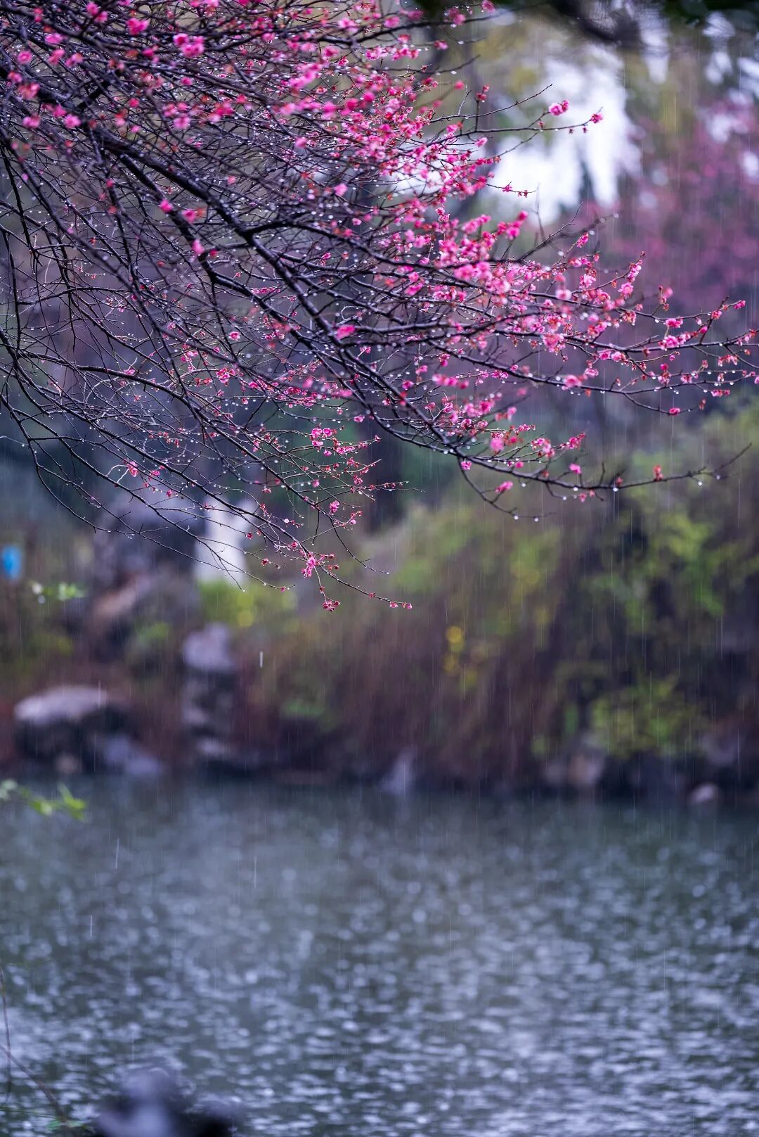 2月28日 吴勇 月湖 梅花 (6)(1).jpg