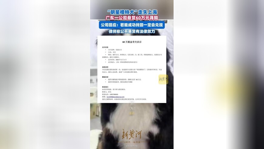广东一公司悬赏60万元寻狗，公司回应：是“明星模特犬”