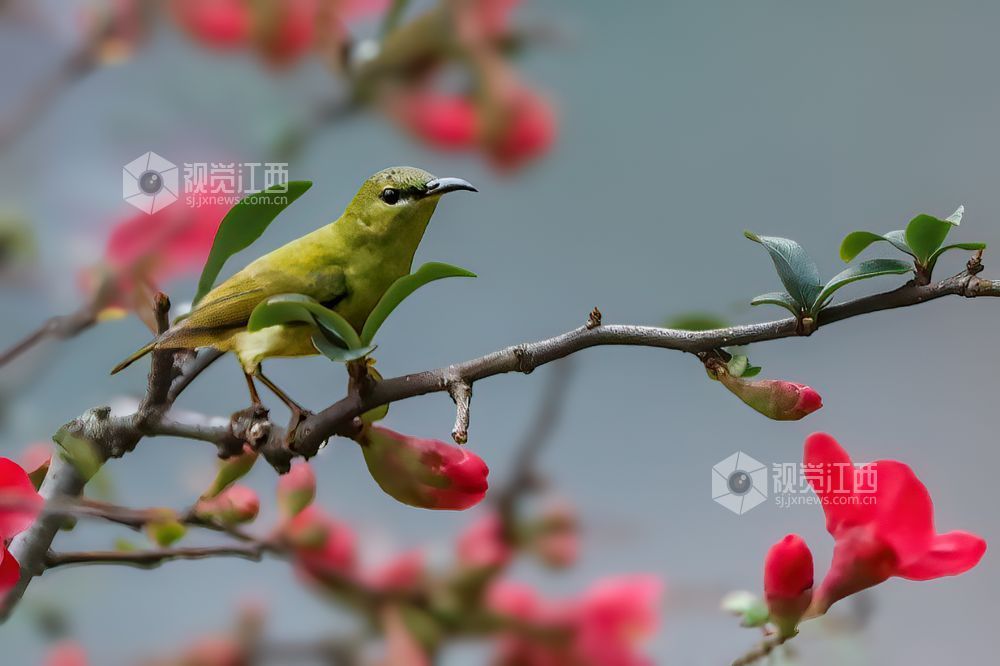 2026年2月13日，江西省吉安市庐陵生态公园，摄影爱好者聚集于此捕捉自然的生动瞬间。
