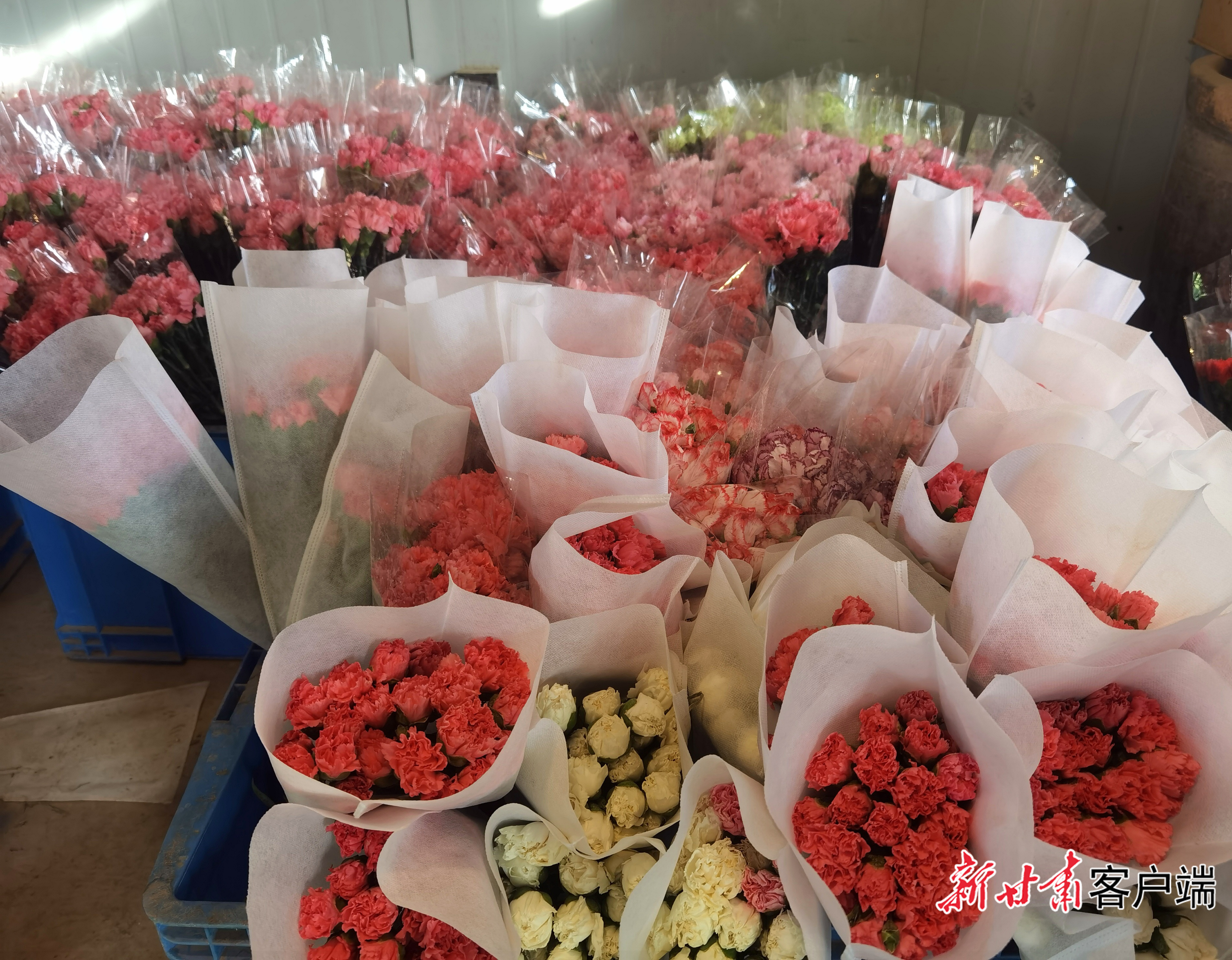 包扎好的康乃馨　新甘肃&middot;甘肃日报记者　裴强　摄