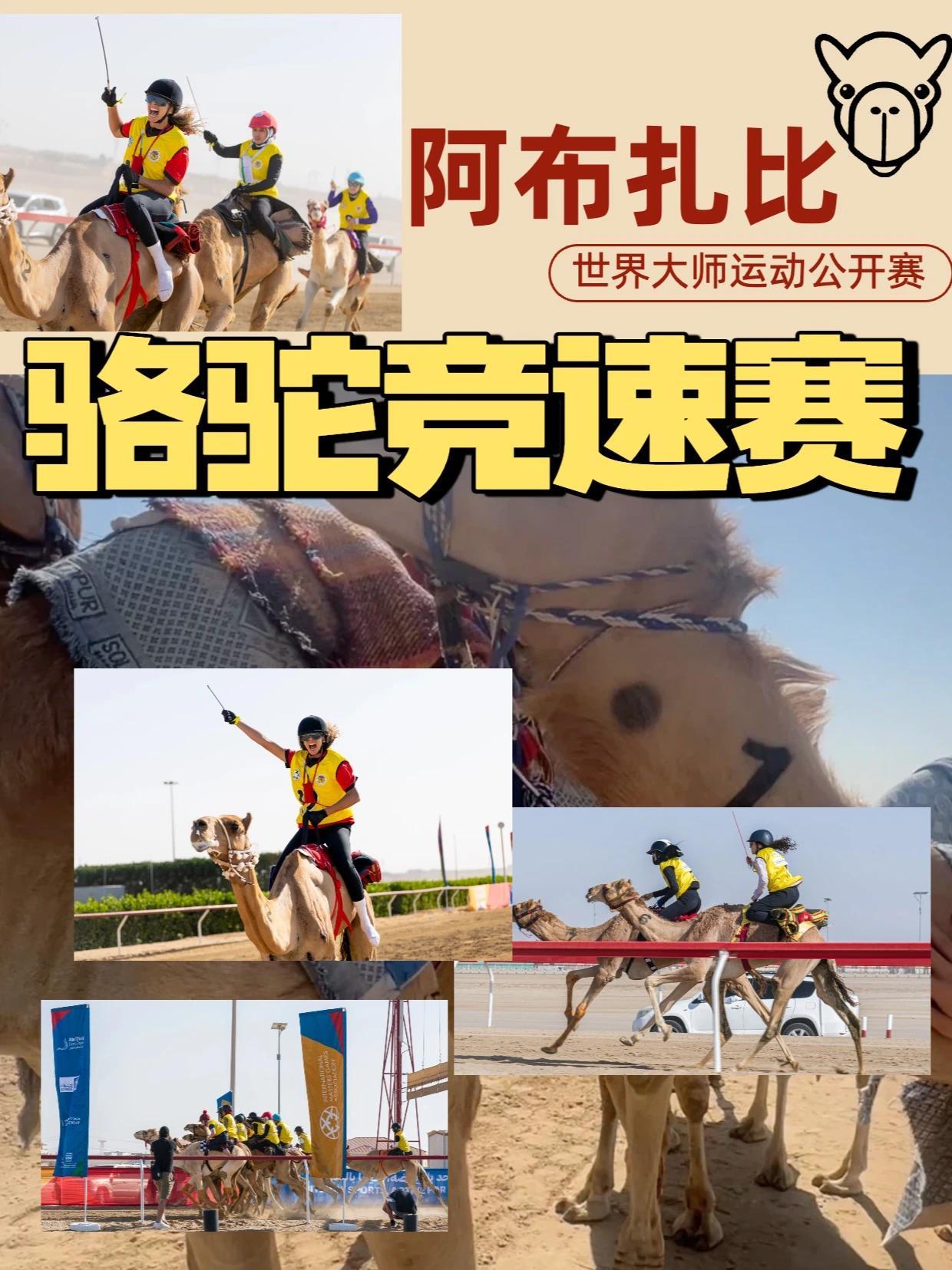 在2026#阿布扎比世界大师运动公开赛  赛场上，骆驼竞速赛作为阿联酋传统体育项目精彩上演。飞驰的骆驼穿越沙道，不仅比拼速度与耐力，更承载着阿联酋深厚的历史文化与民族记忆，女骑手们的风姿成为波斯湾一道
