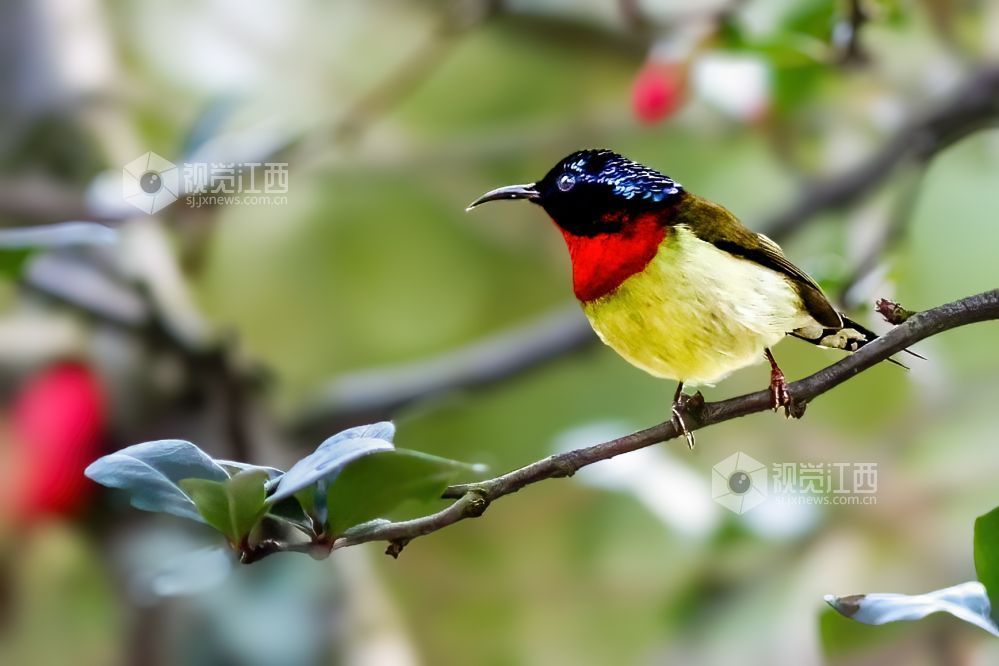 2026年2月13日，江西省吉安市庐陵生态公园，摄影爱好者聚集于此捕捉自然的生动瞬间。