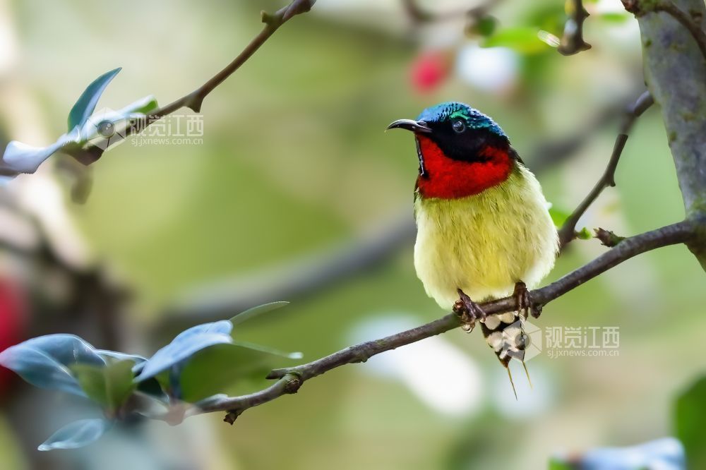 2026年2月13日，江西省吉安市庐陵生态公园，摄影爱好者聚集于此捕捉自然的生动瞬间。