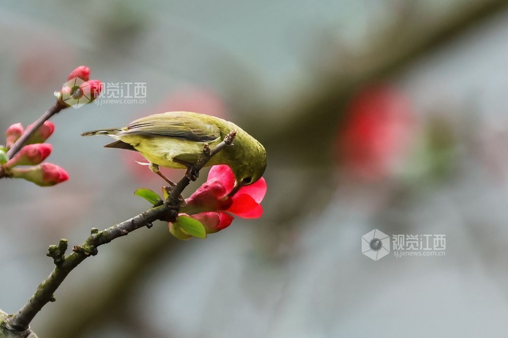 2026年2月13日，江西省吉安市庐陵生态公园，摄影爱好者聚集于此捕捉自然的生动瞬间。