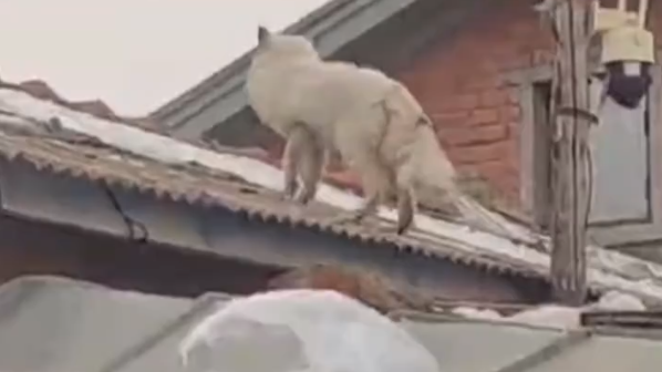 黑龙江受伤白狐进村被投喂，村民：它从不祸害小鸡，经常站在房顶看雪