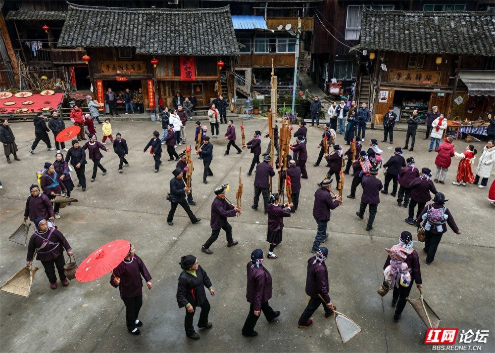 怀化市通道侗族自治县双江镇芋头古侗寨迎来了延续数百年的新春盛事——闹春牛。