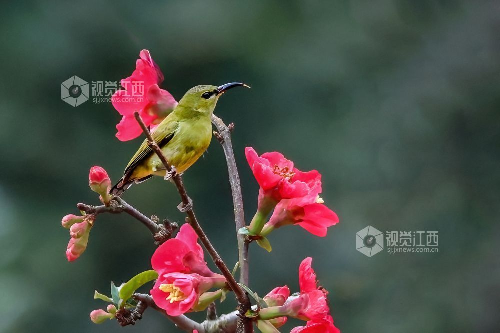 2026年2月13日，江西省吉安市庐陵生态公园，摄影爱好者聚集于此捕捉自然的生动瞬间。