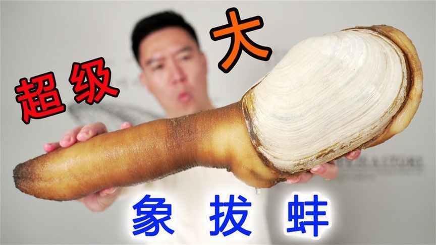 2450买一颗7斤重的巨大象拔蚌，刺身好吃的停不下来
