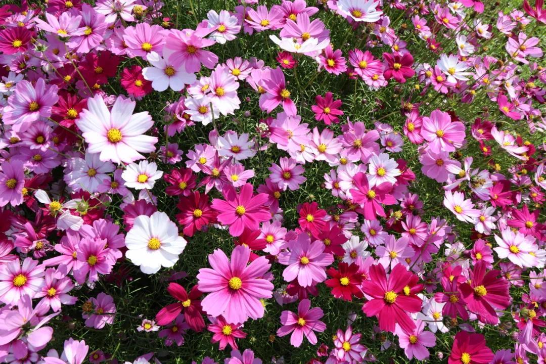 以花为媒促振兴 中山板芙白溪村“美丽经济”绽放新活力