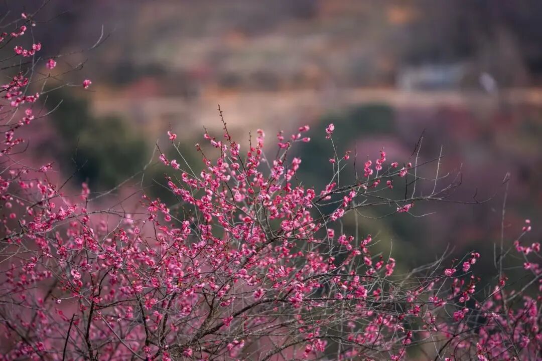 2.2 周昱全 奉化新建村梅花盛开 (5).jpg
