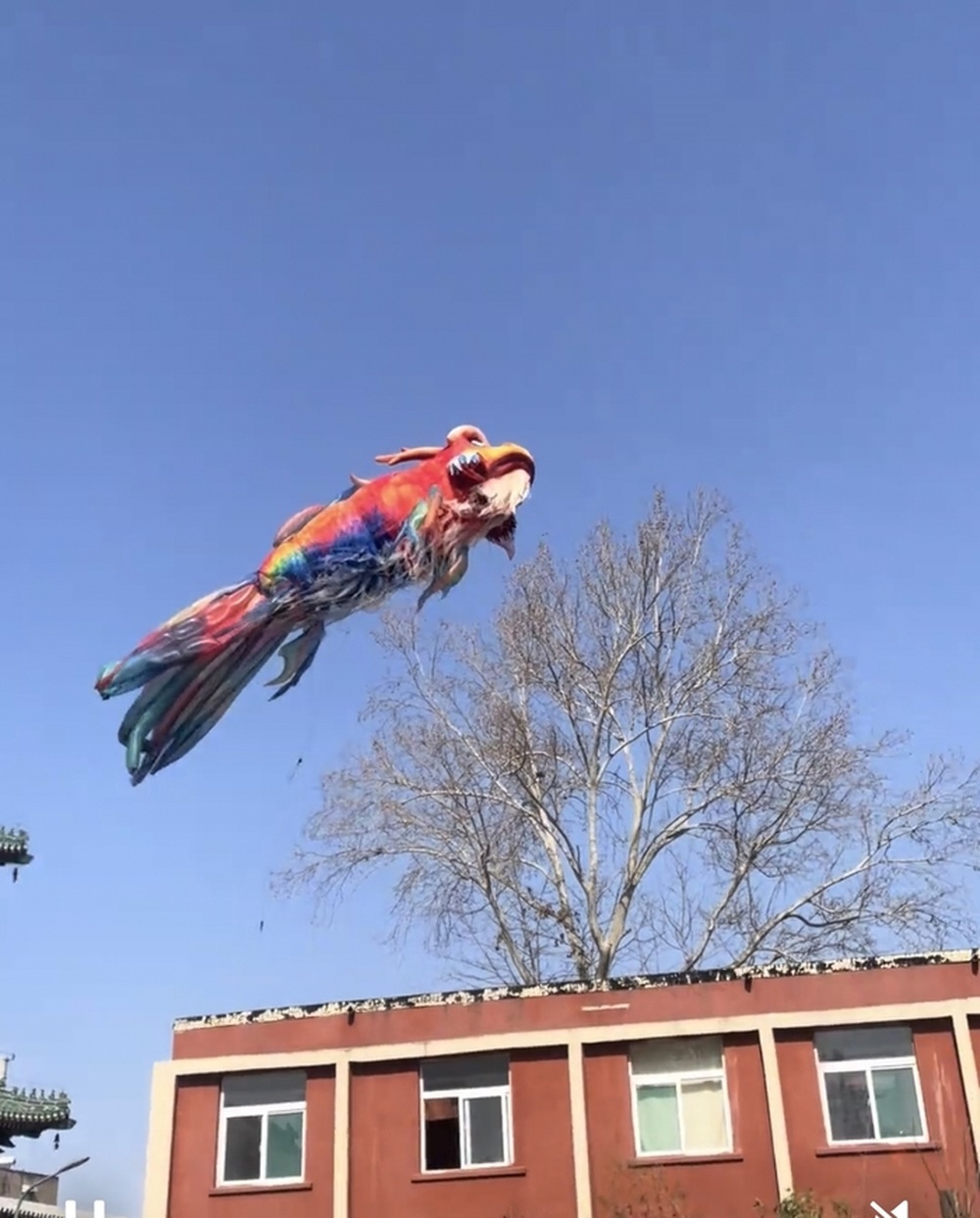 济南网红巨型鳌鱼意外被风吹走，网友：金鳞岂是池中物，一遇风云便化龙