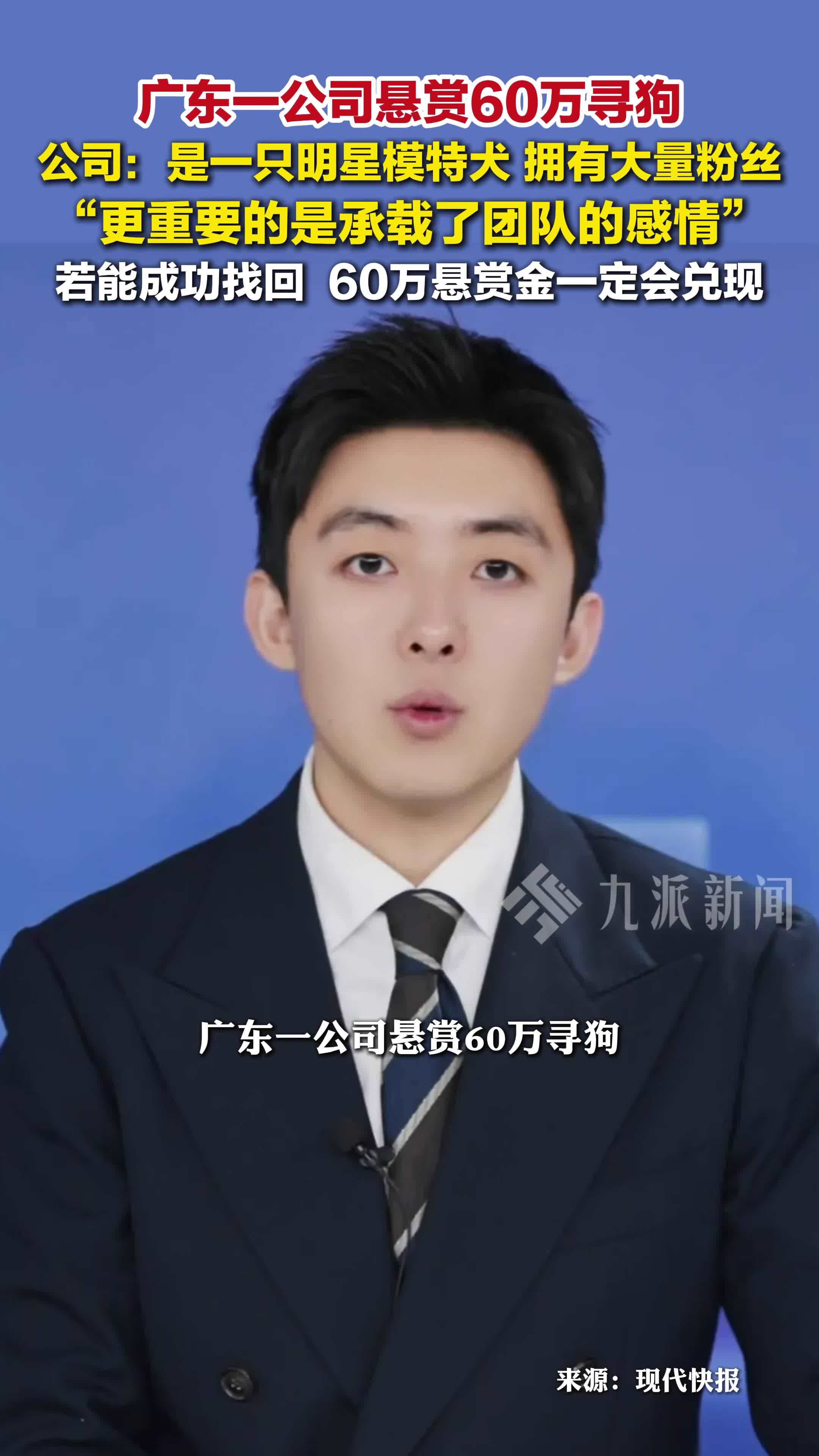 公司回应悬赏60万元寻狗： 是一只明星模特犬，承载了团队的感情