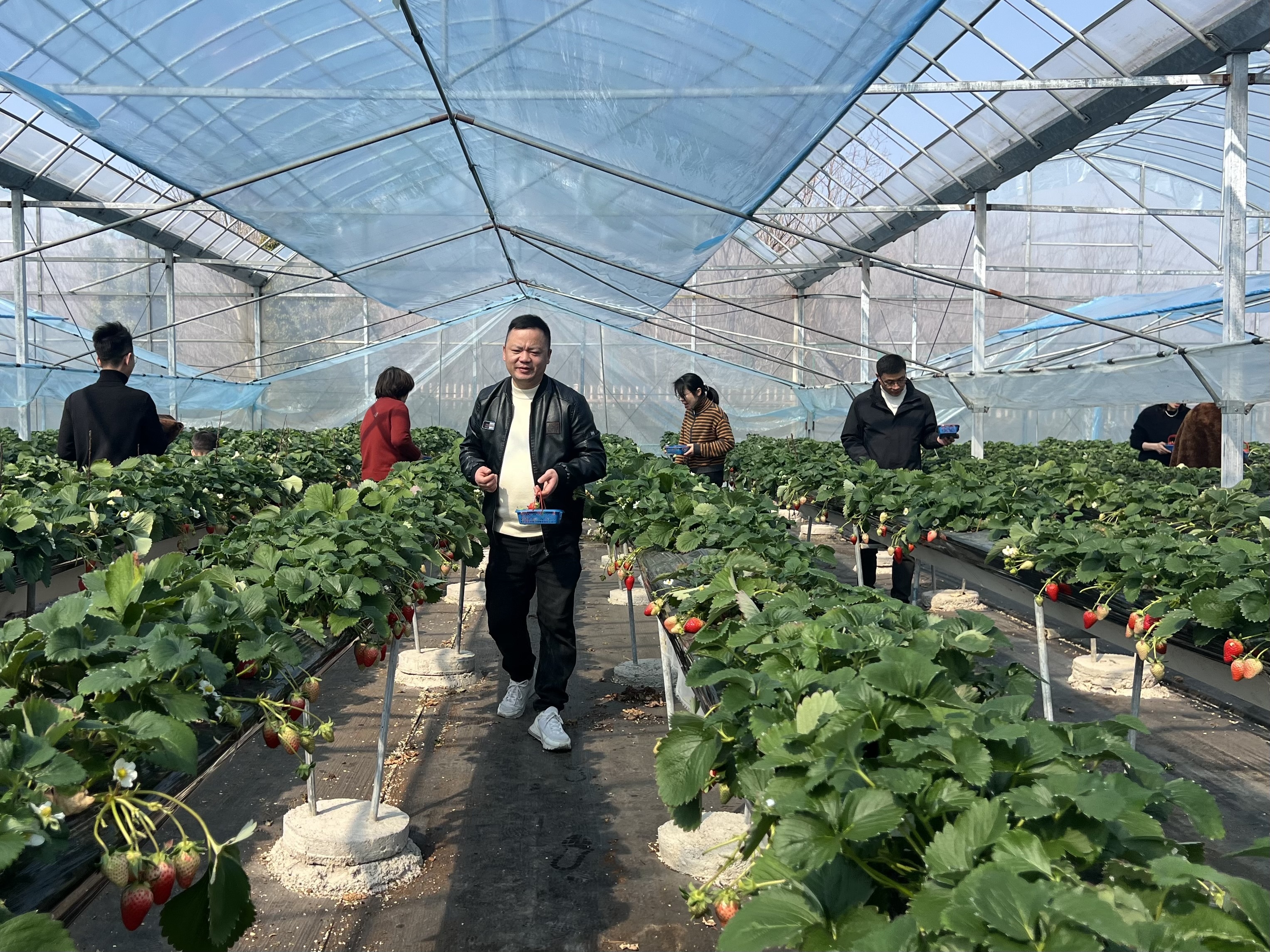 新春采摘年味浓！宁波奉化农旅融合促振兴