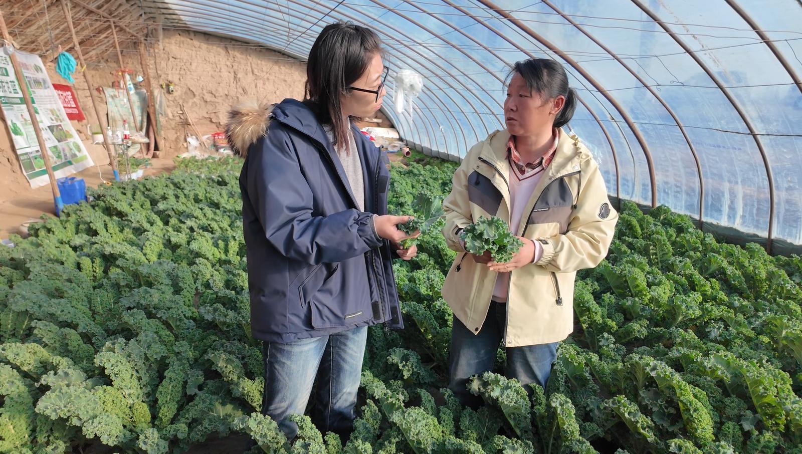 △种植户潘燕向记者介绍羽衣甘蓝的情况