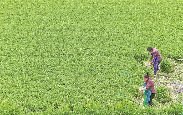 2月19日,在乐平市后港镇大田村,村民采收水芹准备抢“鲜”上市。本报全媒体记者 徐 铮摄