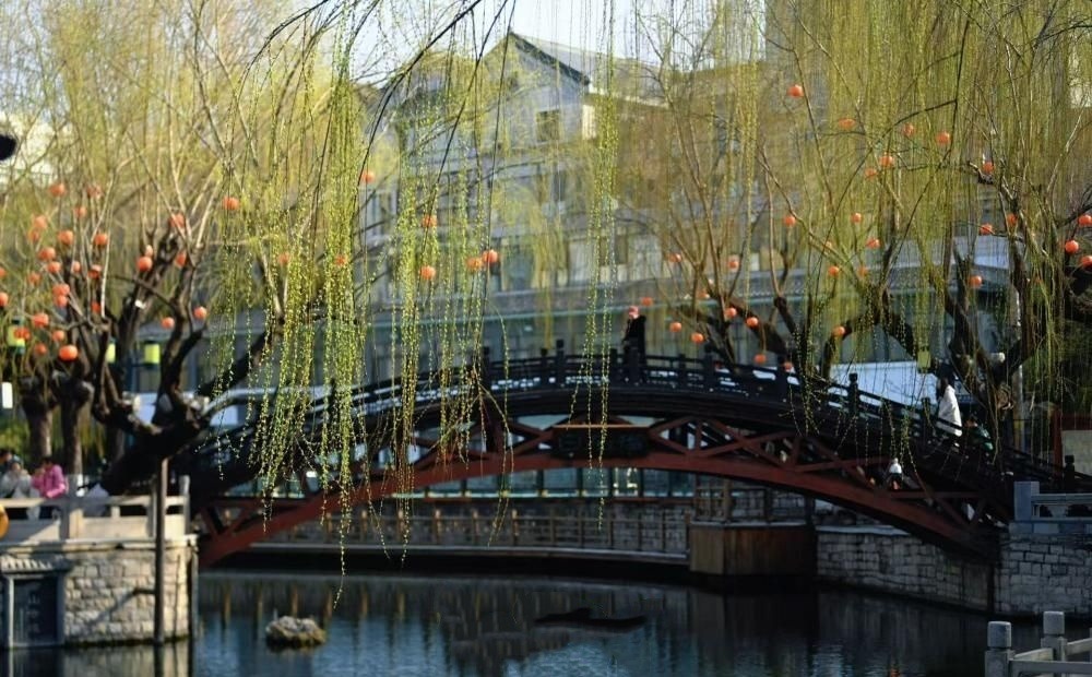 泉城春光好 嫩柳吐新芽