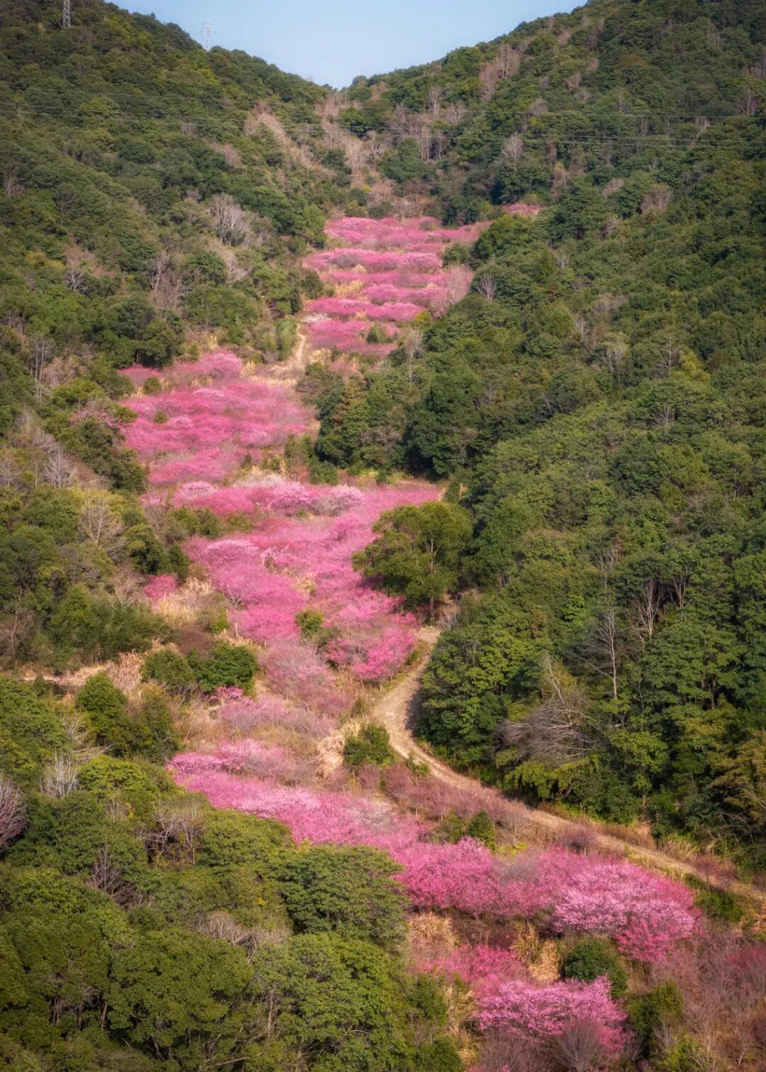 2.4 周昱全 奉化莼湖街道梅花 (1).jpg
