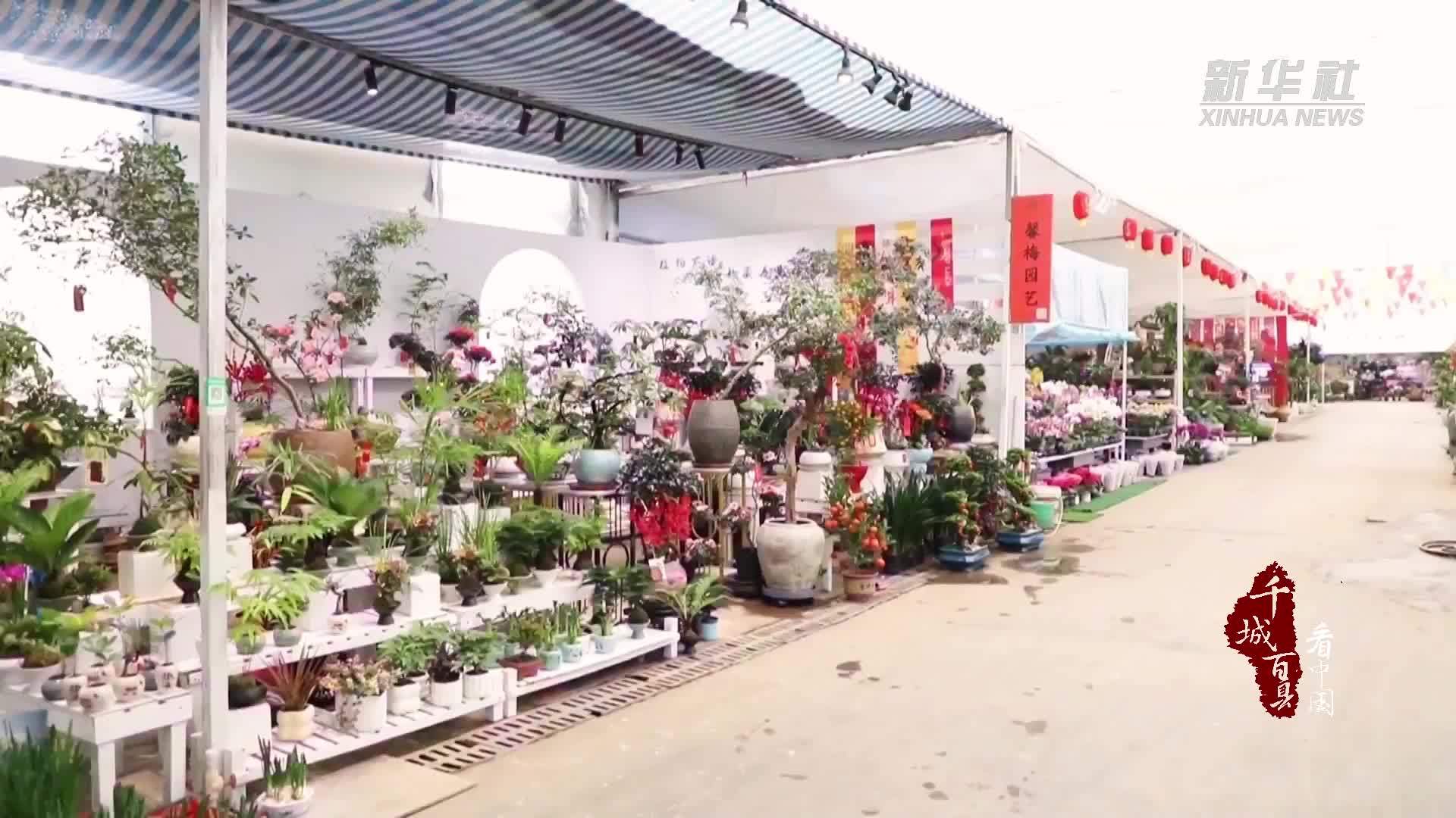 千城百县看中国｜山东兰山：花卉市场暖意浓