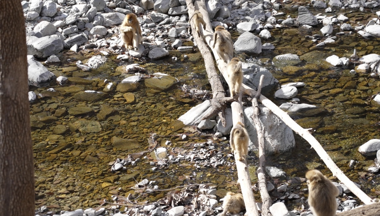 新春走基层丨秦岭深处护林人