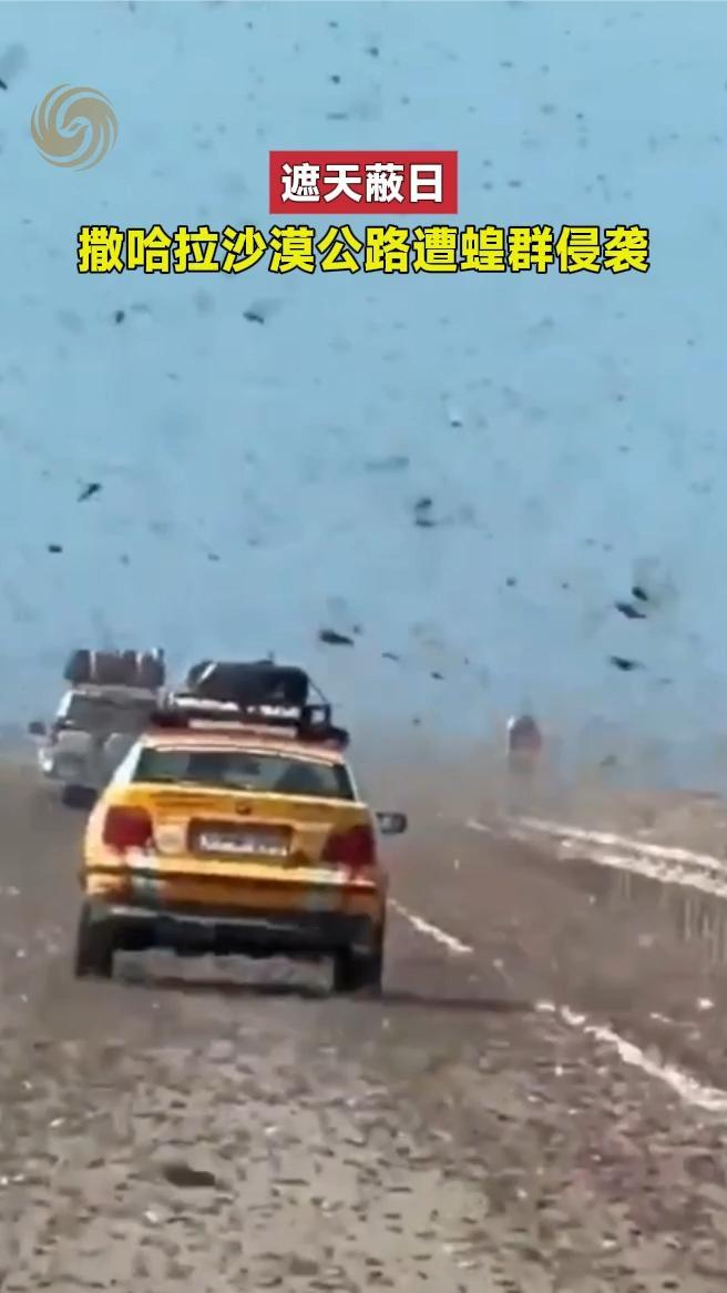 遮天蔽日，撒哈拉沙漠公路遭蝗群侵袭