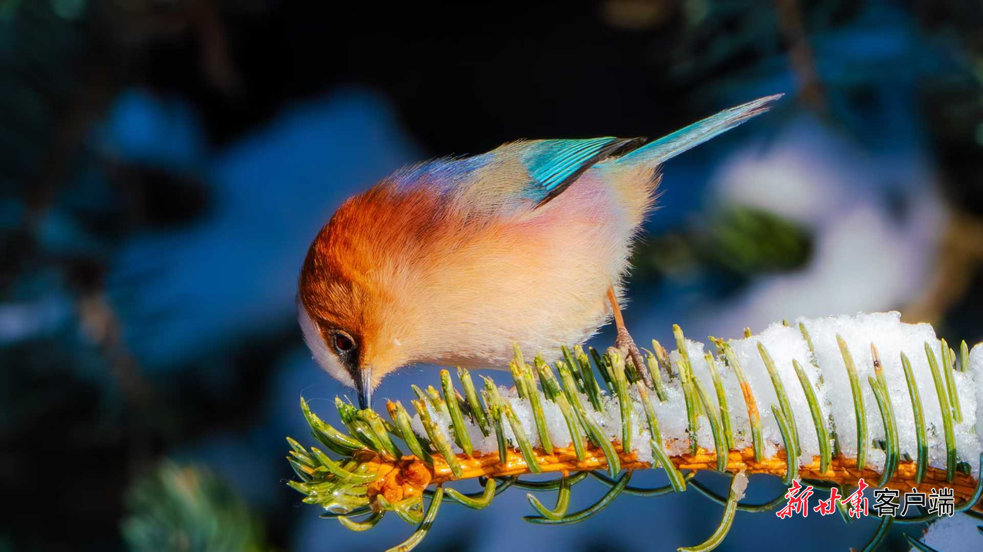凤头雀莺啄取松针缝隙里的昆虫