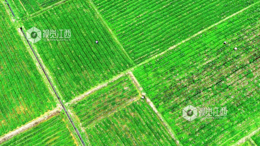 2026年2月27日,江西省吉安市峡江县巴邱镇坳上村,村民在田间劳作。