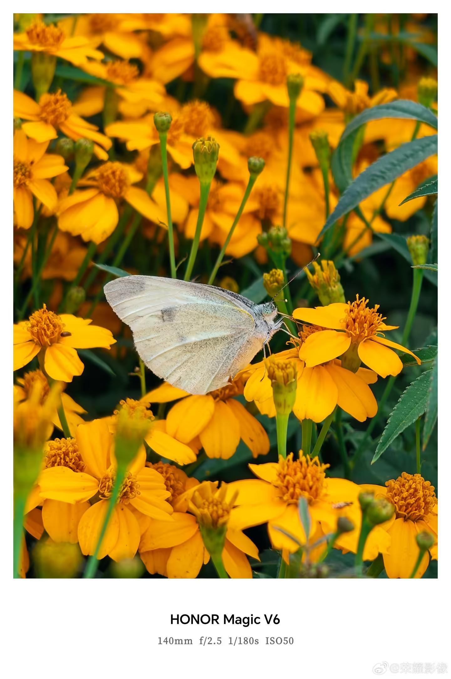 荣耀Magic V6折叠屏新机拍摄样张公布,AiMAGE影像加持