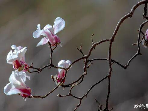 摄影:@捕鱼达人007 2026年2月于趵突泉公园