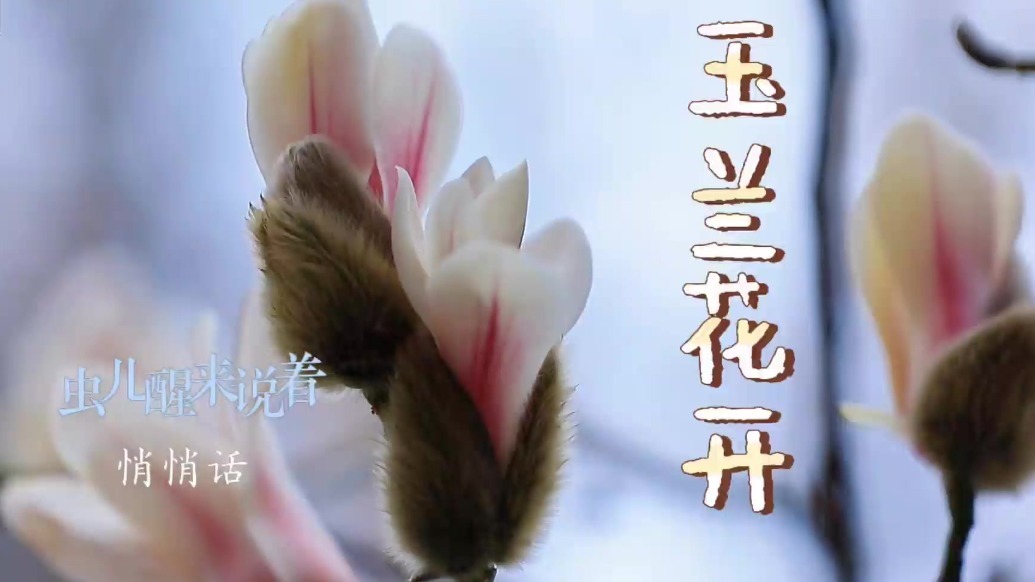 玉兰花：我想开了！来甘肃灵台见一面吧