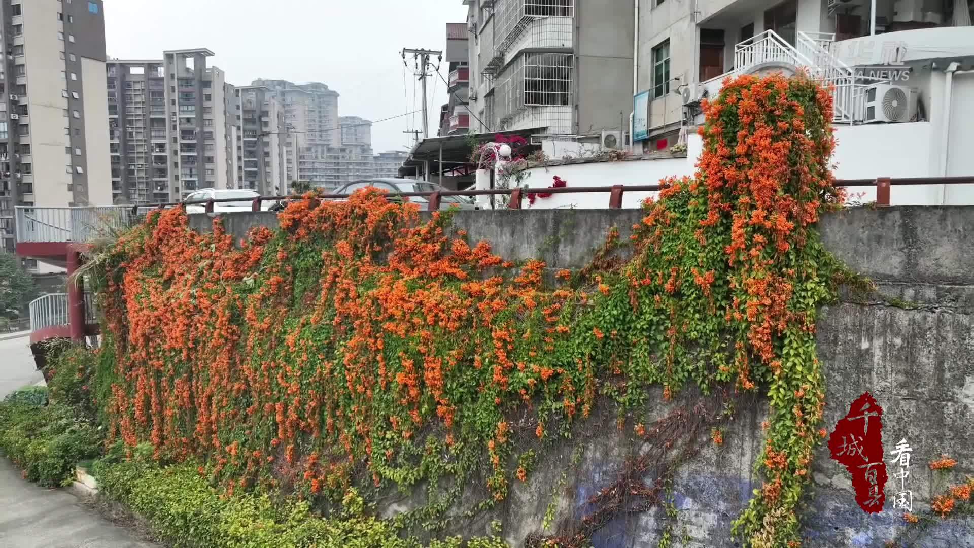 千城百县看中国｜福建尤溪：炮仗花开春意渐浓