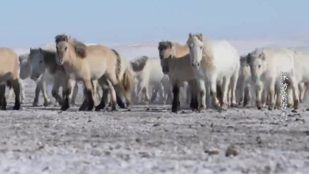 有着“中国白马之乡”之称的西乌珠穆沁旗，如何保存古老的血脉？