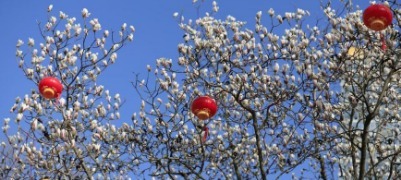 寻找最美春天|春染日照 繁花开启赏春序曲