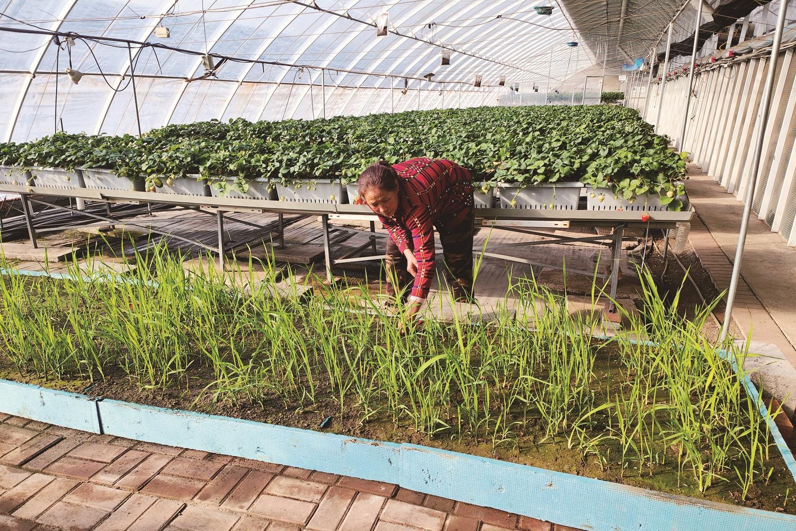 在省蔬菜花卉科学研究院育苗大棚内，工作人员正在给茭白苗除草。 本报记者 闫虹瑾 摄